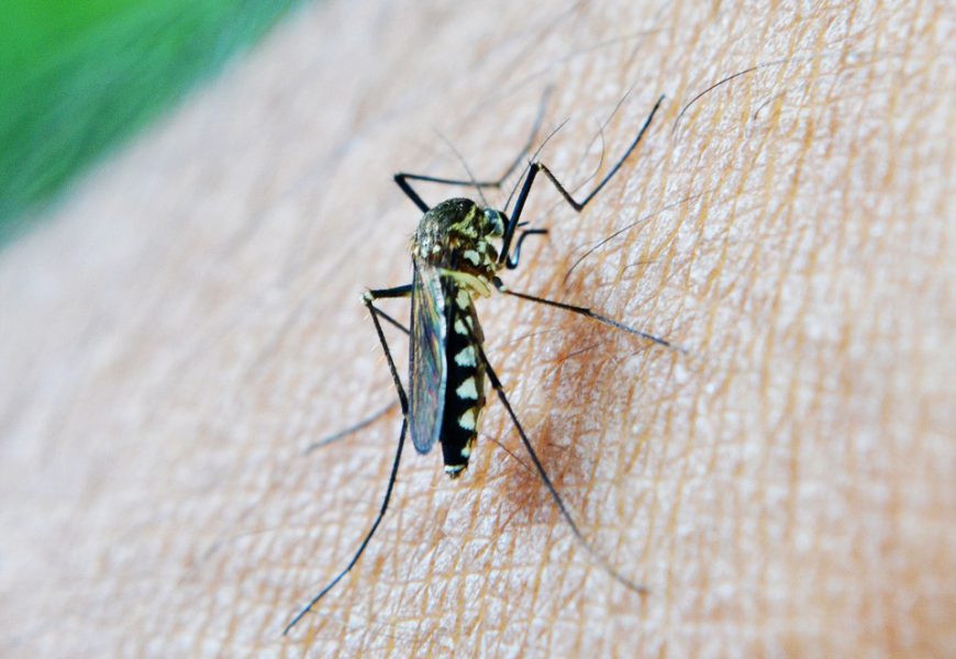 ‘Self-Sabotage’ Prevents Immune Protection Against Malaria