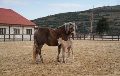 Alia Park Atla Terapi ve Rehabilitasyon Merkezi’nde Yeni Tay Doğumu