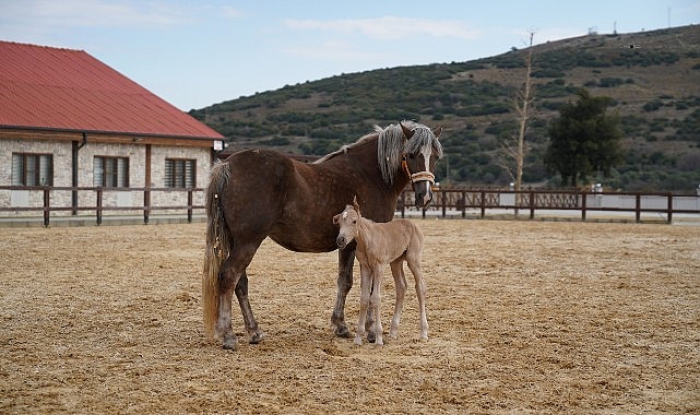 Alia Park Atla Terapi ve Rehabilitasyon Merkezi’nde Yeni Tay Doğumu