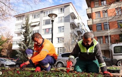 Çankaya Belediyesi Kışlık Çiçek ve Bitki Üretimine Hız Verdi