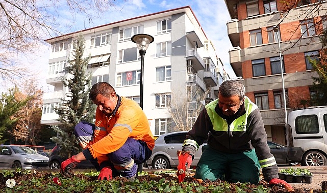 Çankaya Belediyesi Kışlık Çiçek ve Bitki Üretimine Hız Verdi