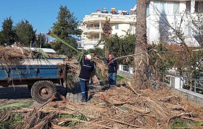 Didim Belediyesi’nden Ağaçlara Kış Bakımı