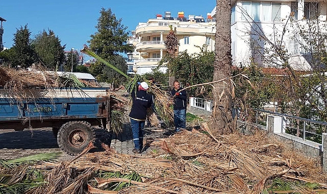 Didim Belediyesi’nden Ağaçlara Kış Bakımı