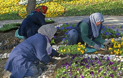 Osmangazi Belediyesi’nden Kış Çiçekleriyle Renkli Bir Görünüm