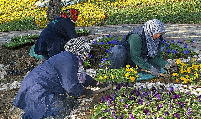 Osmangazi Belediyesi’nden Kış Çiçekleriyle Renkli Bir Görünüm