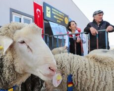 Aliağa’da Damızlık Koyun Üretim Merkezi ile Küçükbaş Hayvan Üretiminde Yeni Dönem