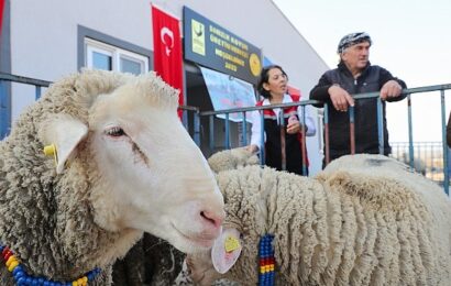 Aliağa’da Damızlık Koyun Üretim Merkezi ile Küçükbaş Hayvan Üretiminde Yeni Dönem