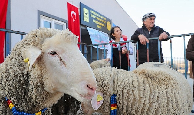 Aliağa’da Damızlık Koyun Üretim Merkezi ile Küçükbaş Hayvan Üretiminde Yeni Dönem