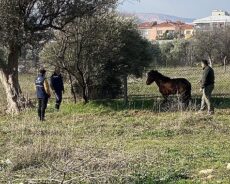 Kemalpaşa’da Yaralı Yılkı Atı Kurtarıldı ve Doğaya Salındı