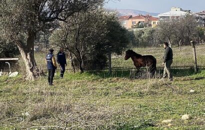 Kemalpaşa’da Yaralı Yılkı Atı Kurtarıldı ve Doğaya Salındı