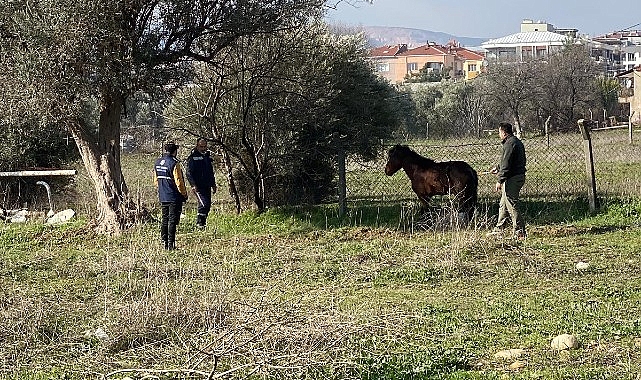 Kemalpaşa’da Yaralı Yılkı Atı Kurtarıldı ve Doğaya Salındı