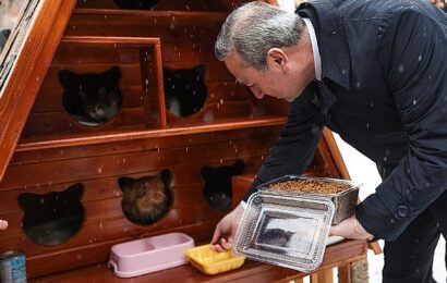 Sivas’ta Sokak Kedilerine Özel ‘Kedi Evleri’ Projesi