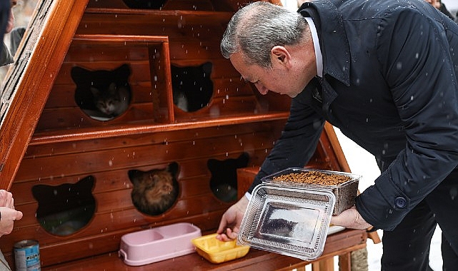 Sivas’ta Sokak Kedilerine Özel ‘Kedi Evleri’ Projesi