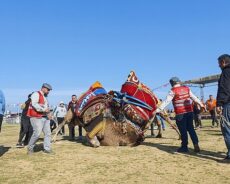 16. Deve Güreşi Festivali Torbalı’da Coşkuyla Gerçekleşti