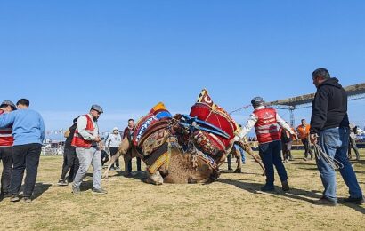 16. Deve Güreşi Festivali Torbalı’da Coşkuyla Gerçekleşti