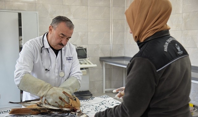 Kahramankazan’da Yaralı Yavru Kızıl Şahin Kurtarıldı