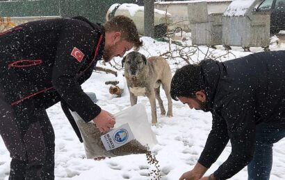 Mudanya Belediyesi Kış Çalışmaları ve Sokak Hayvanlarına Destek