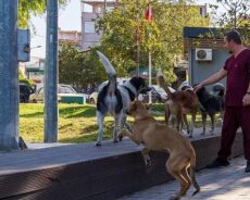 İzmir’de Sahipsiz Köpek Popülasyonu Yönetimi İçin Hayvan Sayımı Tamamlandı