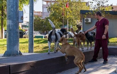 İzmir’de Sahipsiz Köpek Popülasyonu Yönetimi İçin Hayvan Sayımı Tamamlandı