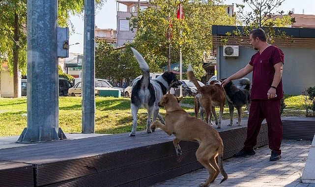 İzmir’de Sahipsiz Köpek Popülasyonu Yönetimi İçin Hayvan Sayımı Tamamlandı